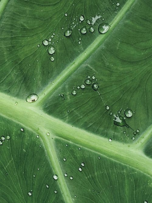 Free Detailed macro photograph of a green leaf with glistening water droplets on its surface. Stock Photo
