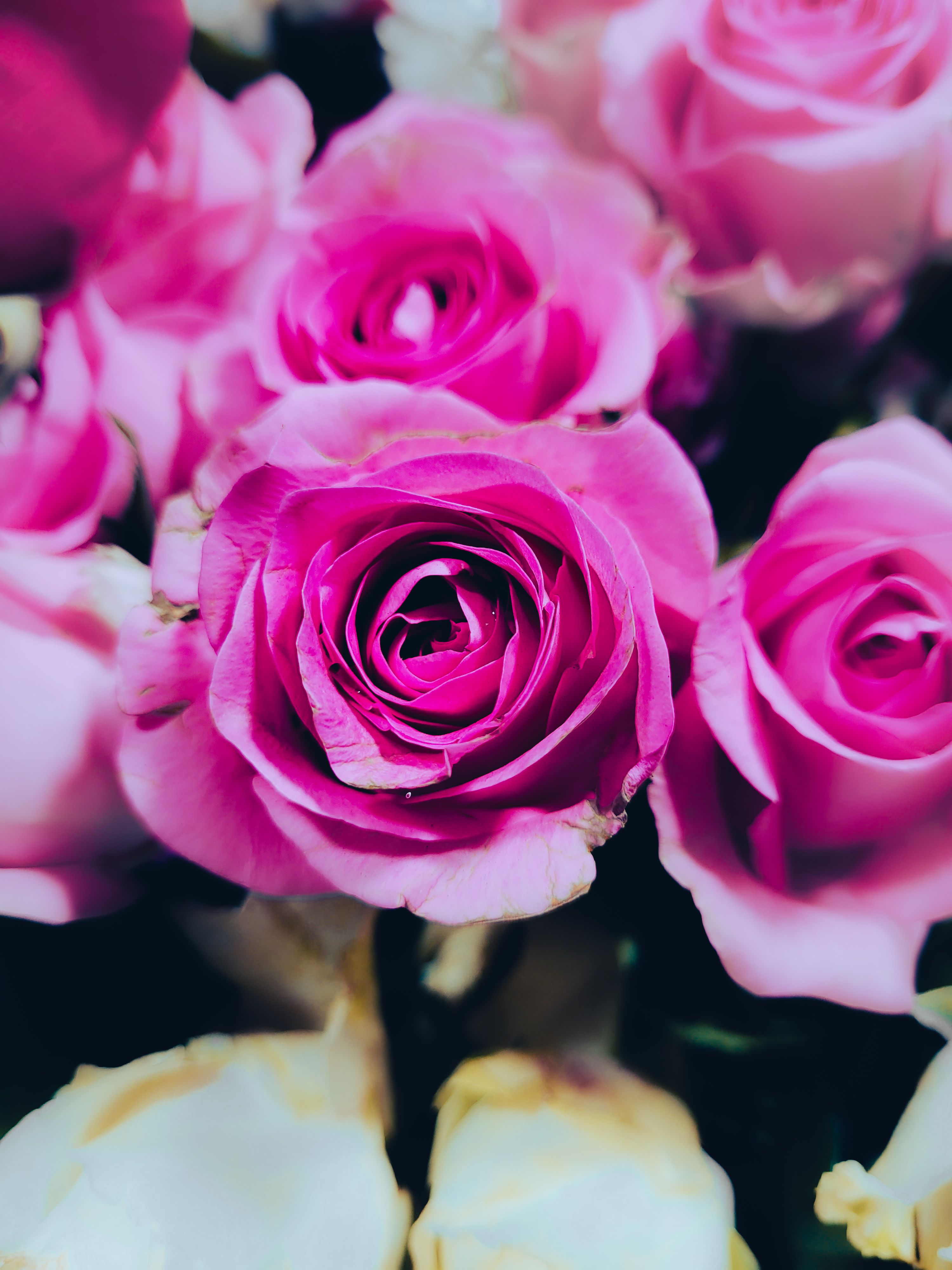 Vibrant Pink Roses in Full Bloom · Free Stock Photo