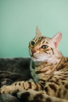 cat photo