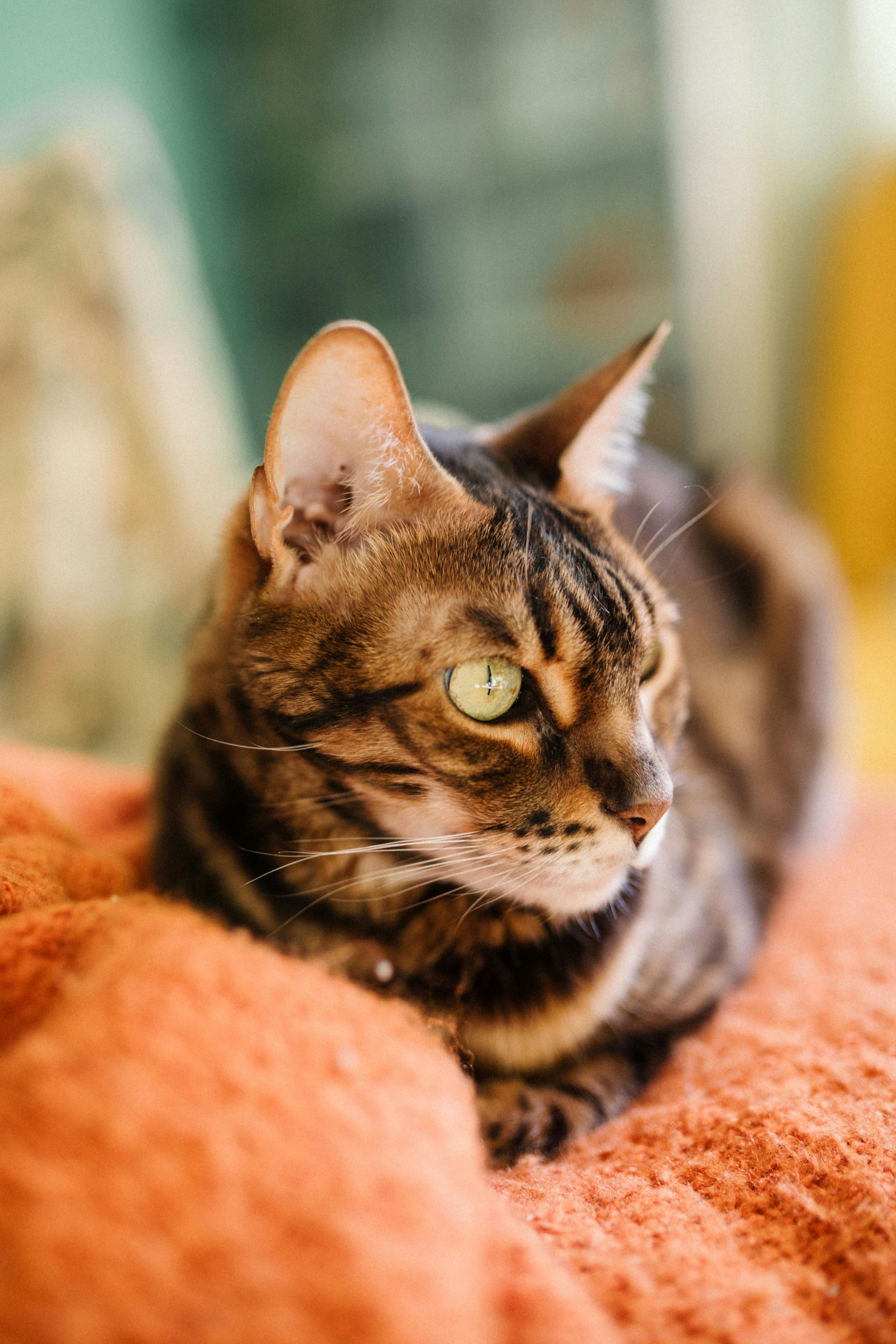 免費 一隻孟加拉貓舒服地躺在室內的橘色毯子上。 圖庫相片