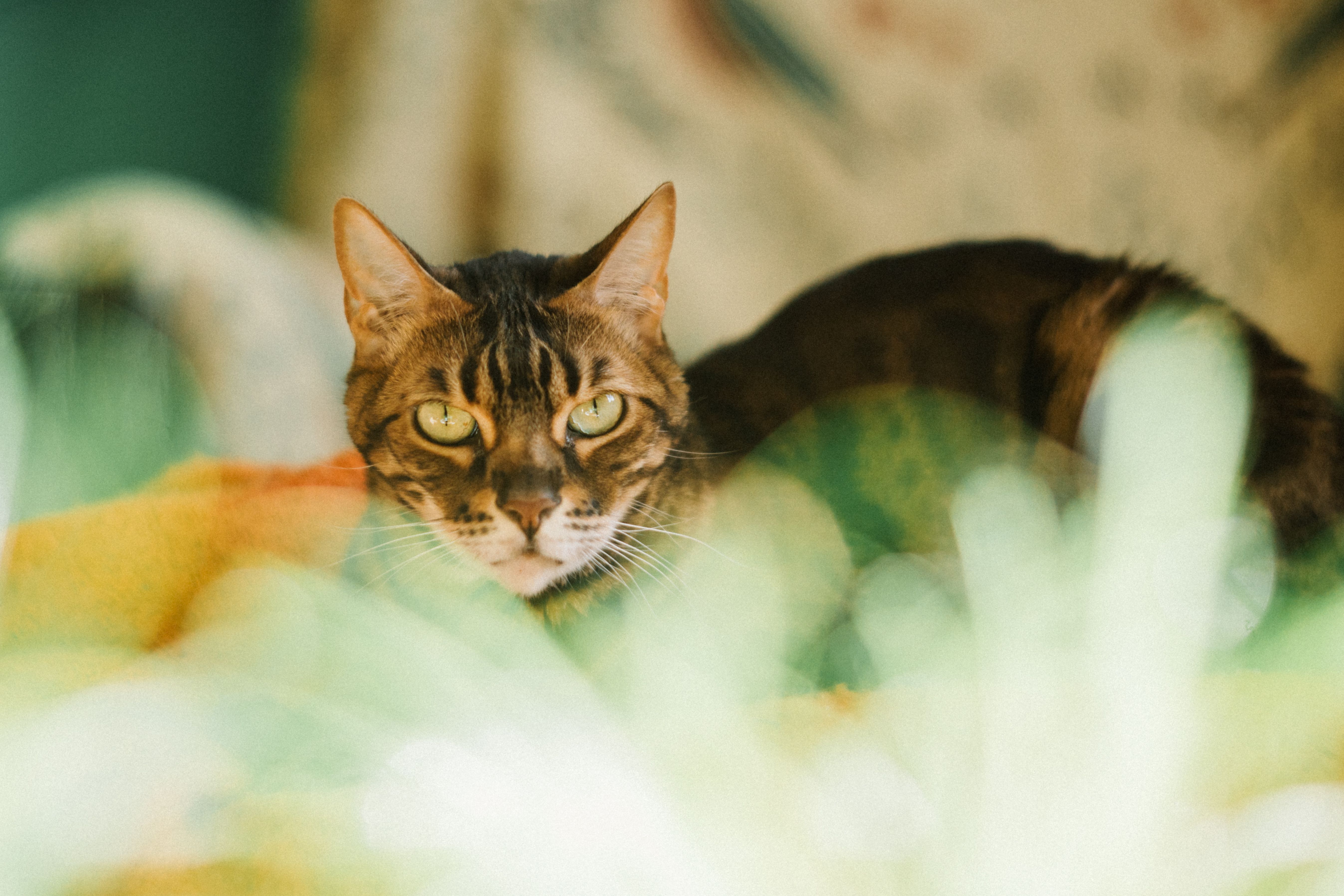 Portrait of a cat at a veterinary clinic