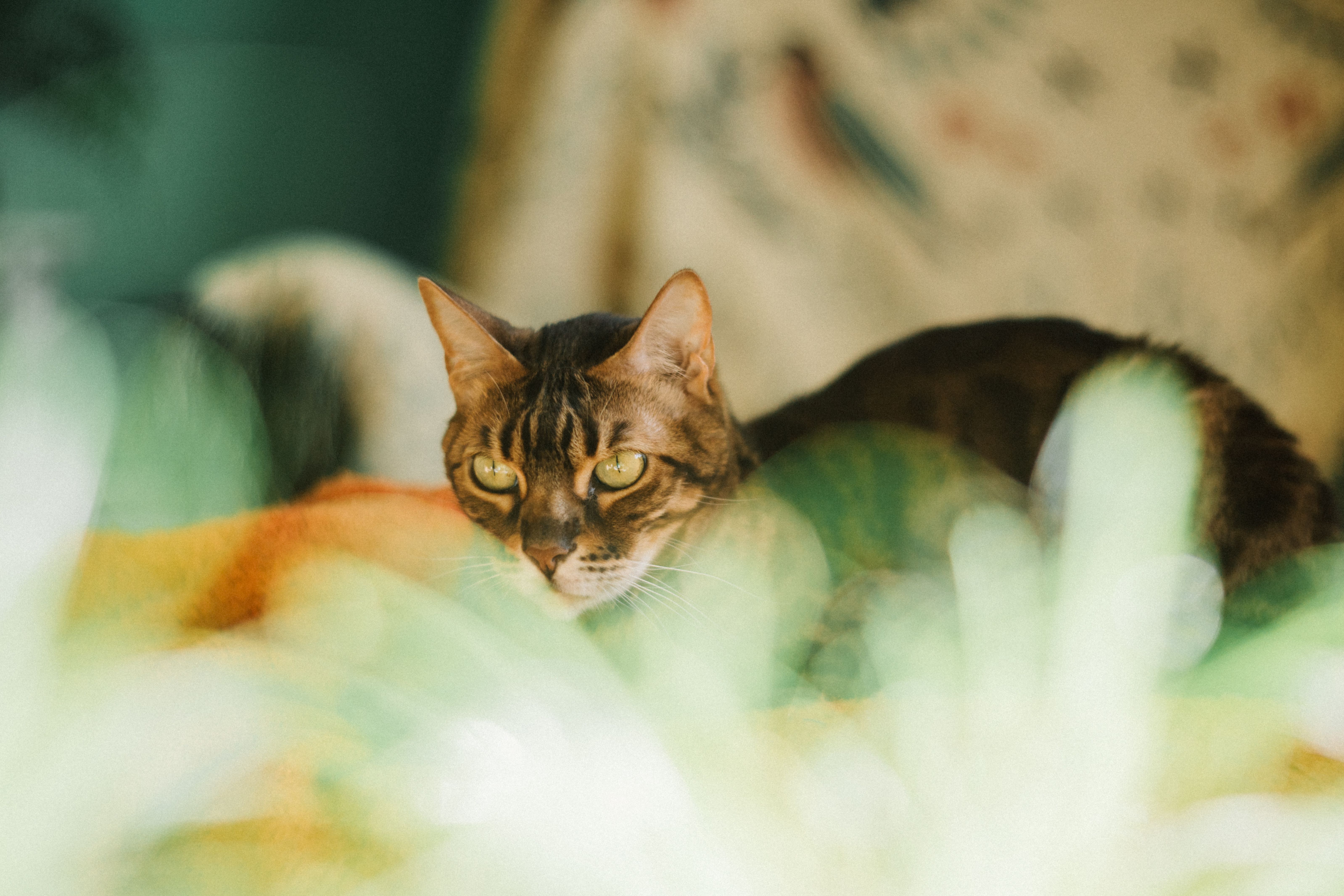 Portrait of a cat at a veterinary clinic