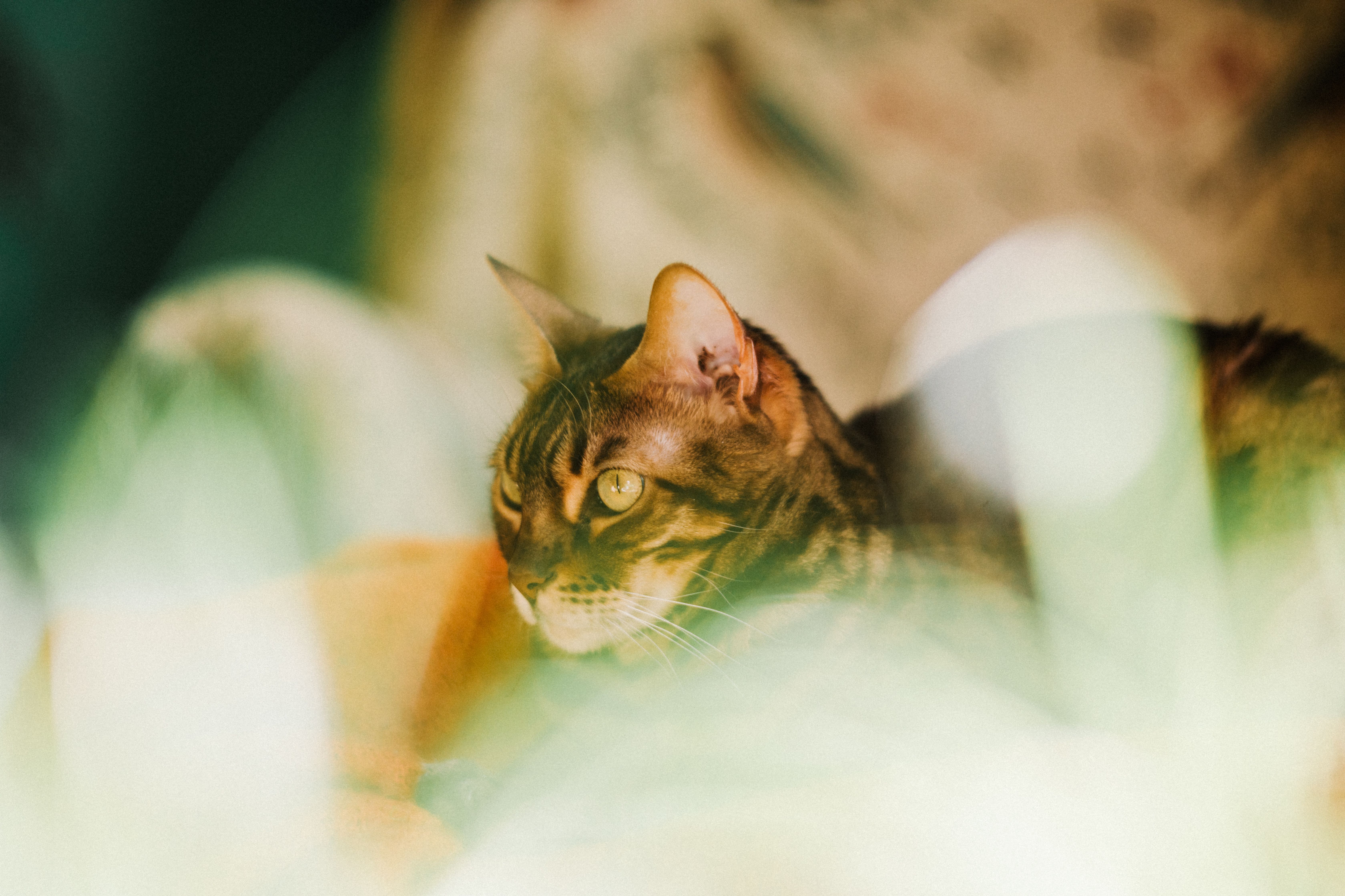 Portrait of a cat at a veterinary clinic
