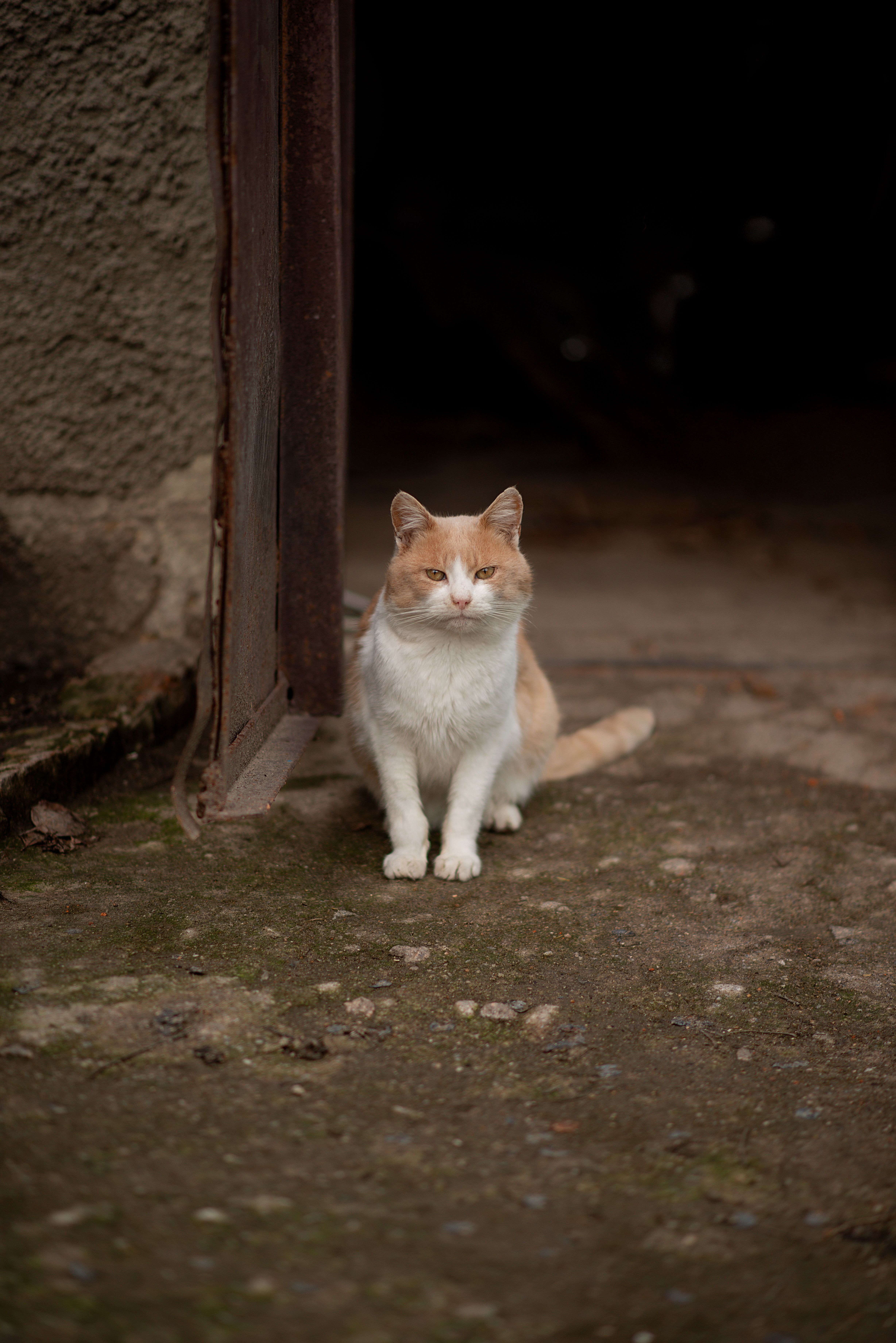 Adorable Ginger and White Cat Sitting Outdoors · Free Stock Photo