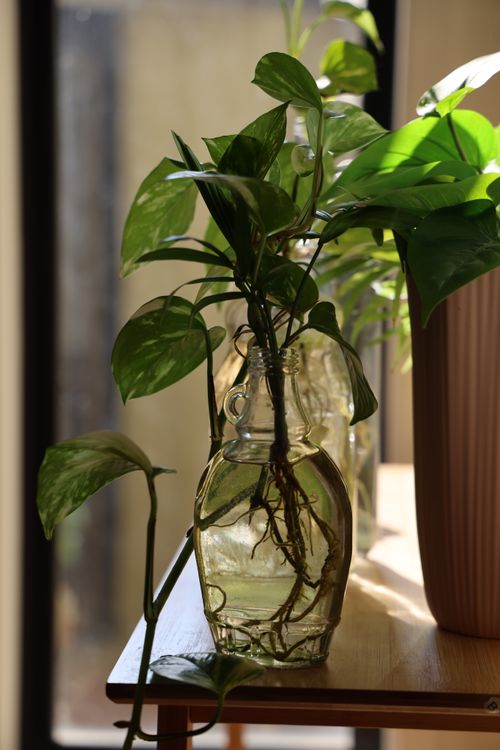 Free Beautiful indoor plant in a glass vase illuminated by natural sunlight on a wooden table. Stock Photo