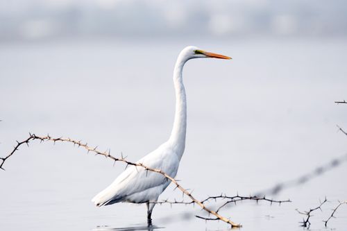 Free A majestic egret stands calmly in serene waters, framed by delicate branches, exuding elegance. Stock Photo