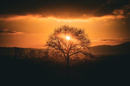 Beautiful sunrise with golden hues illuminating a solitary tree, creating a stunning silhouette.