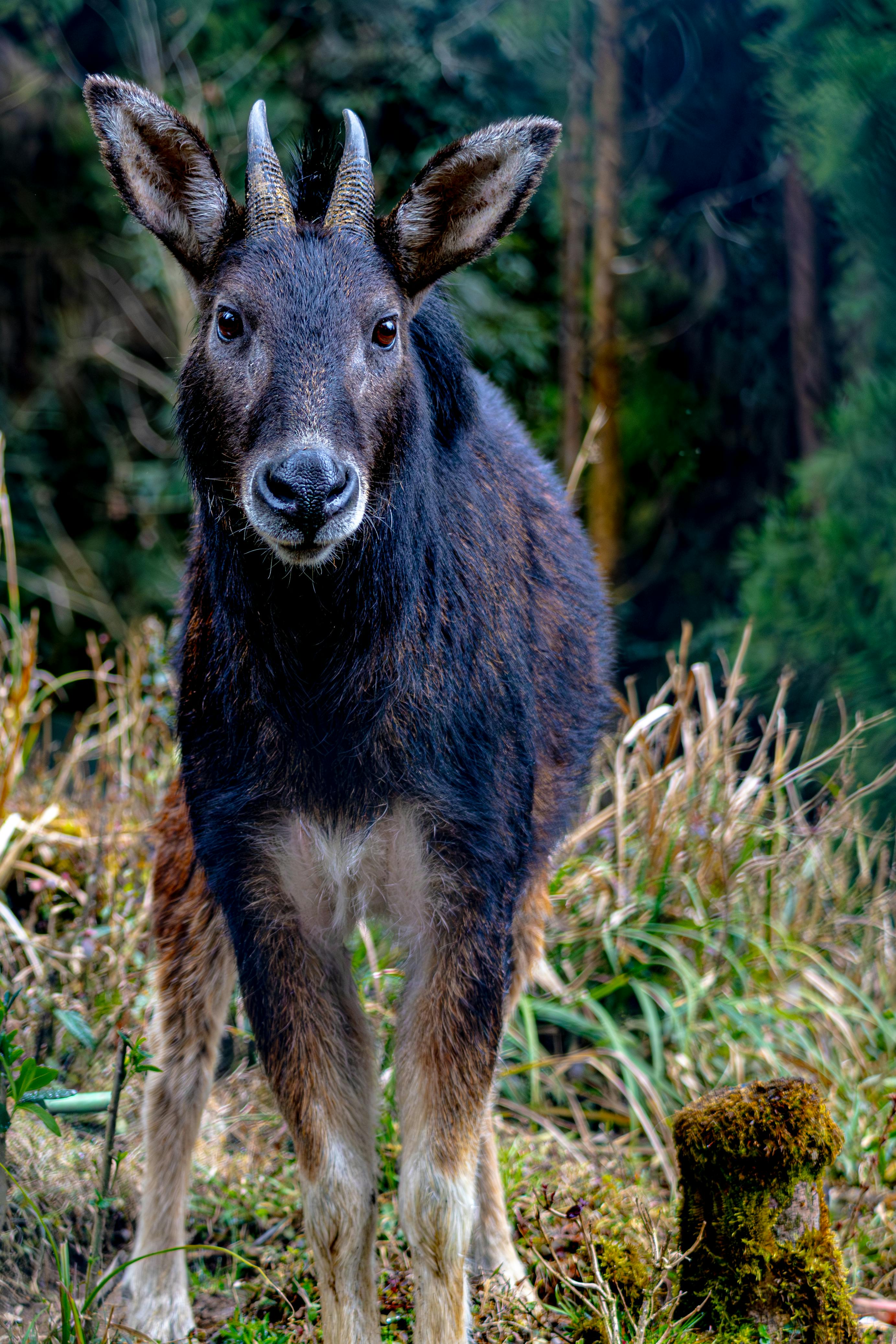 Gratuit Gros plan d'un serow de l'Himalaya dans les forêts luxuriantes du Sikkim, en Inde. Photos
