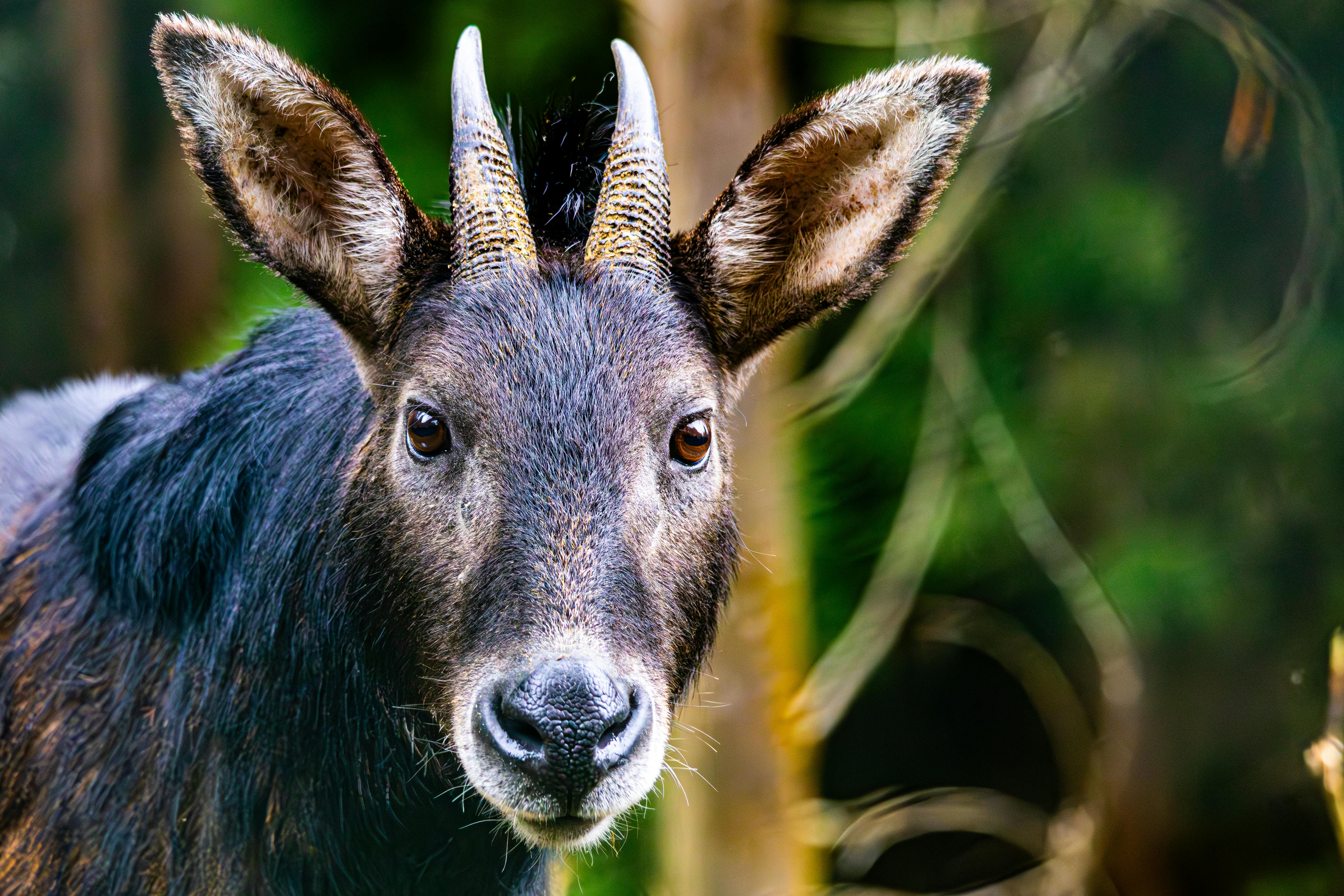 grátis Retrato detalhado de um serow do Himalaia em Gangtok, Índia. Foto profissional