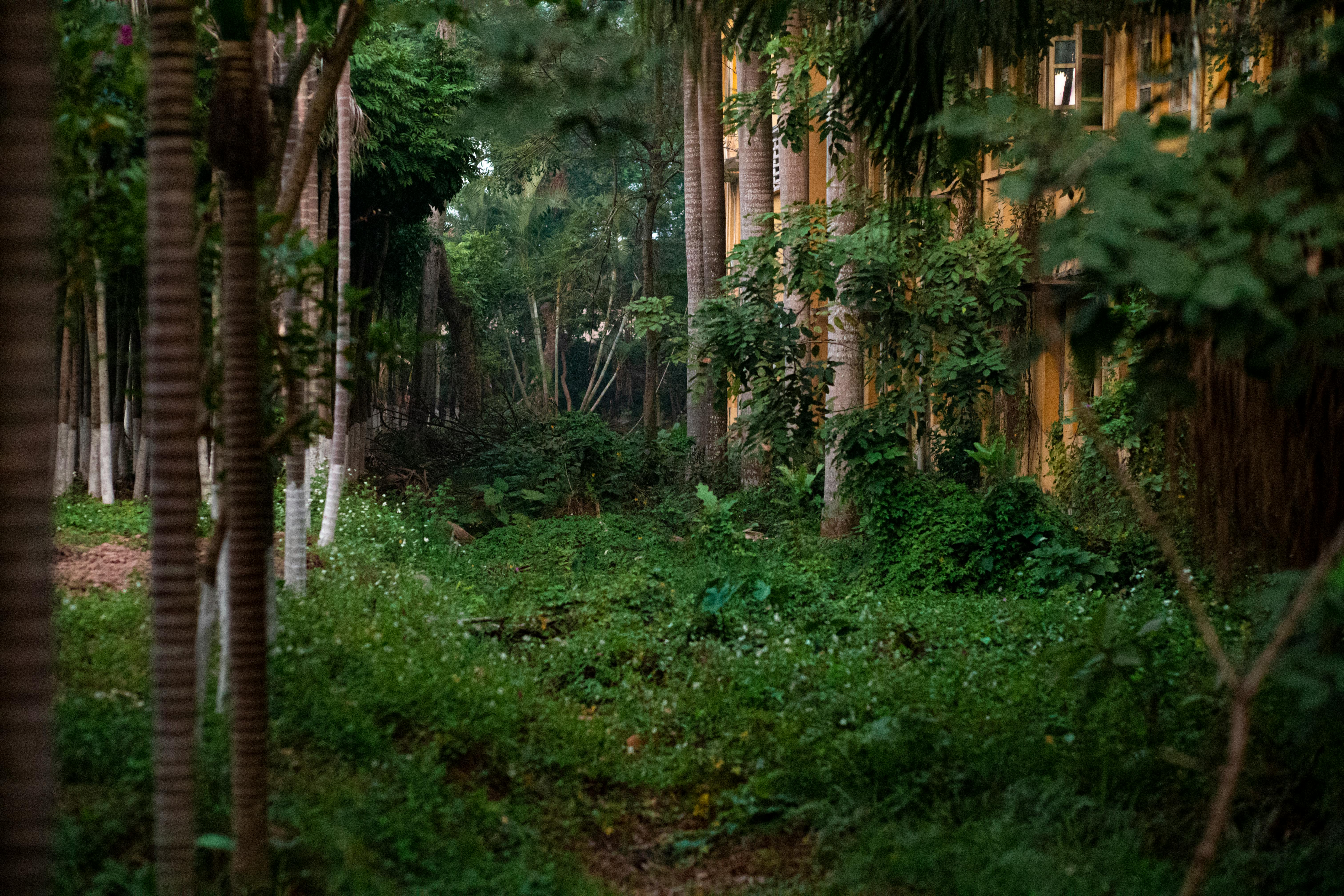 Dense vegetation with colonial architecture in Hanoi, Vietnam.