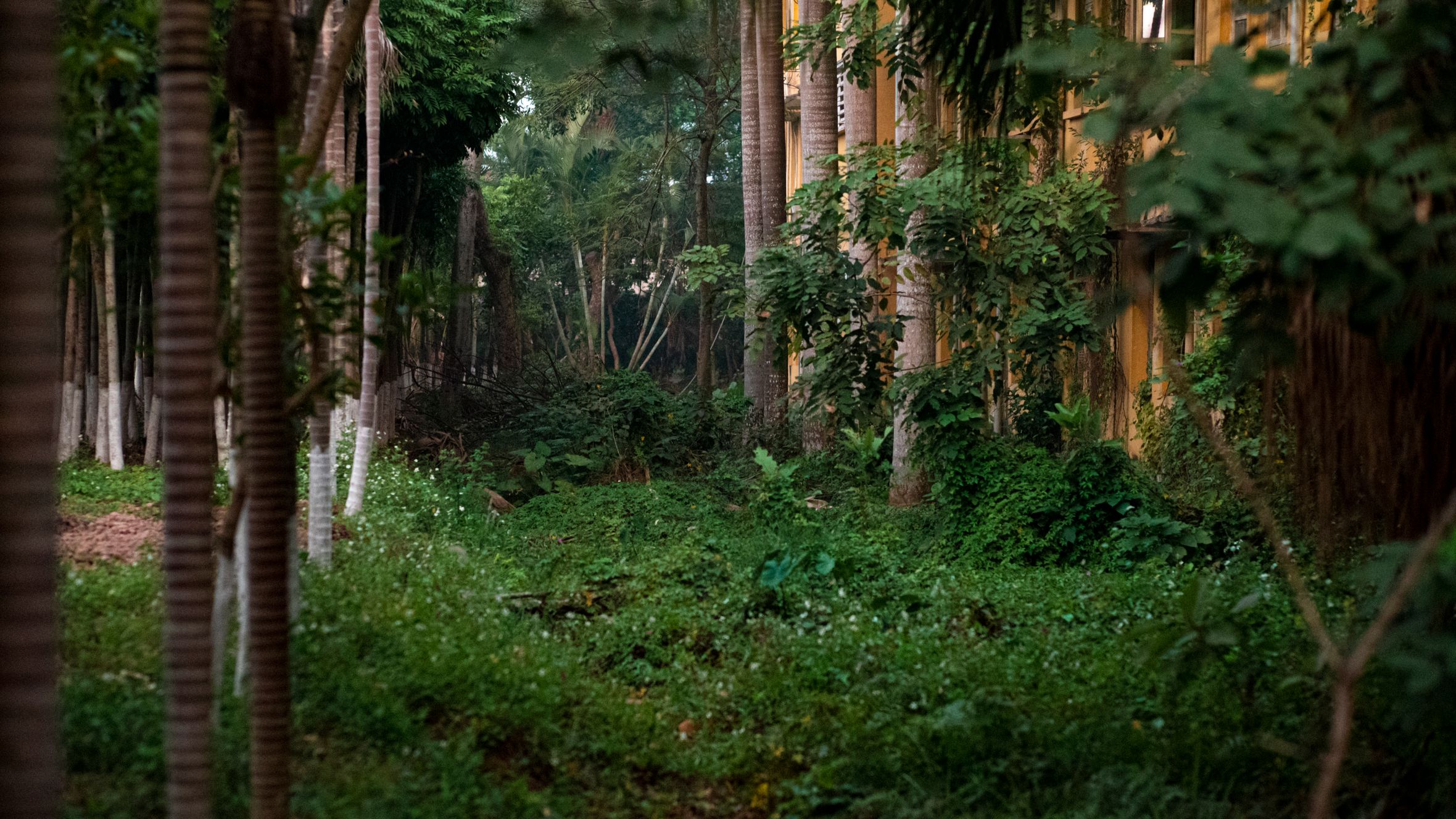 Dense vegetation with colonial architecture in Hanoi, Vietnam.