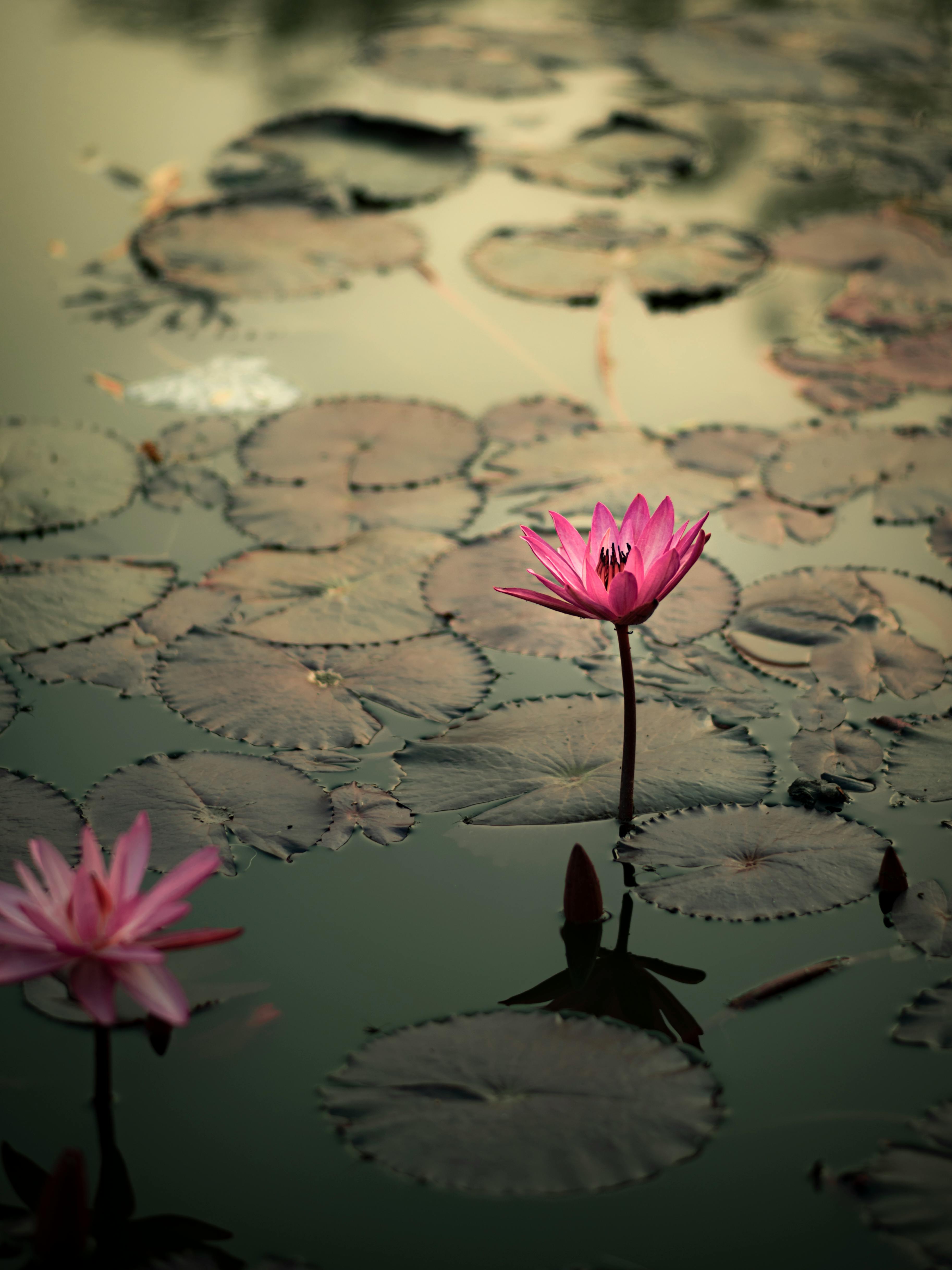 Beautiful pink water lilies bloom gracefully in a serene pond reflecting the peaceful ambiance of Hanoi, Vietnam.