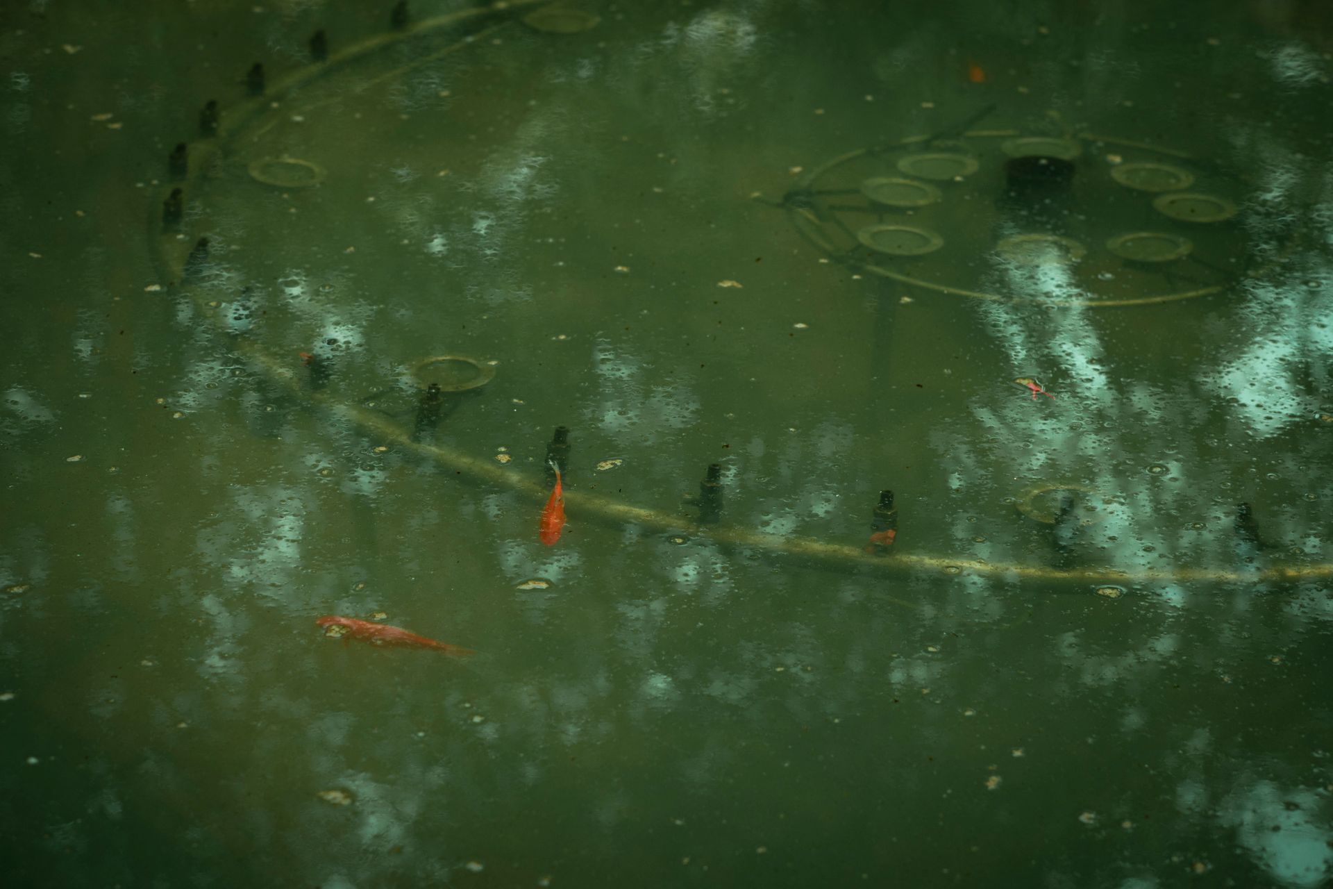 Serene image of koi fish beneath the water reflecting green surroundings in Hanoi, Vietnam.