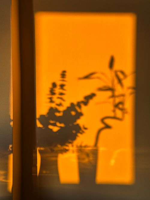 Free Silhouette of houseplants casting shadows on a warm-colored wall during sunset. Stock Photo