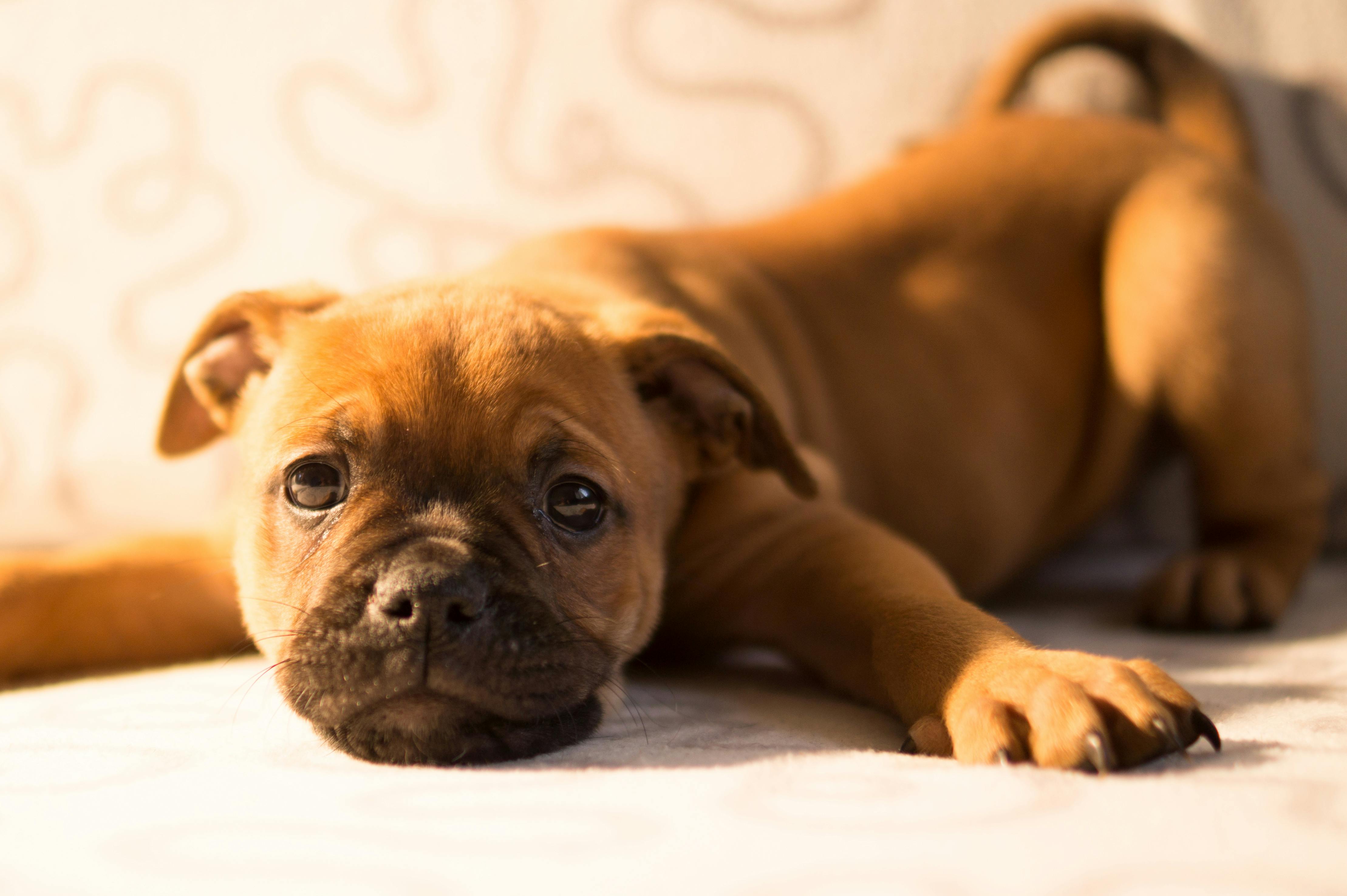 Free stock photo of cute, dog, love