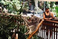 Animal on Display