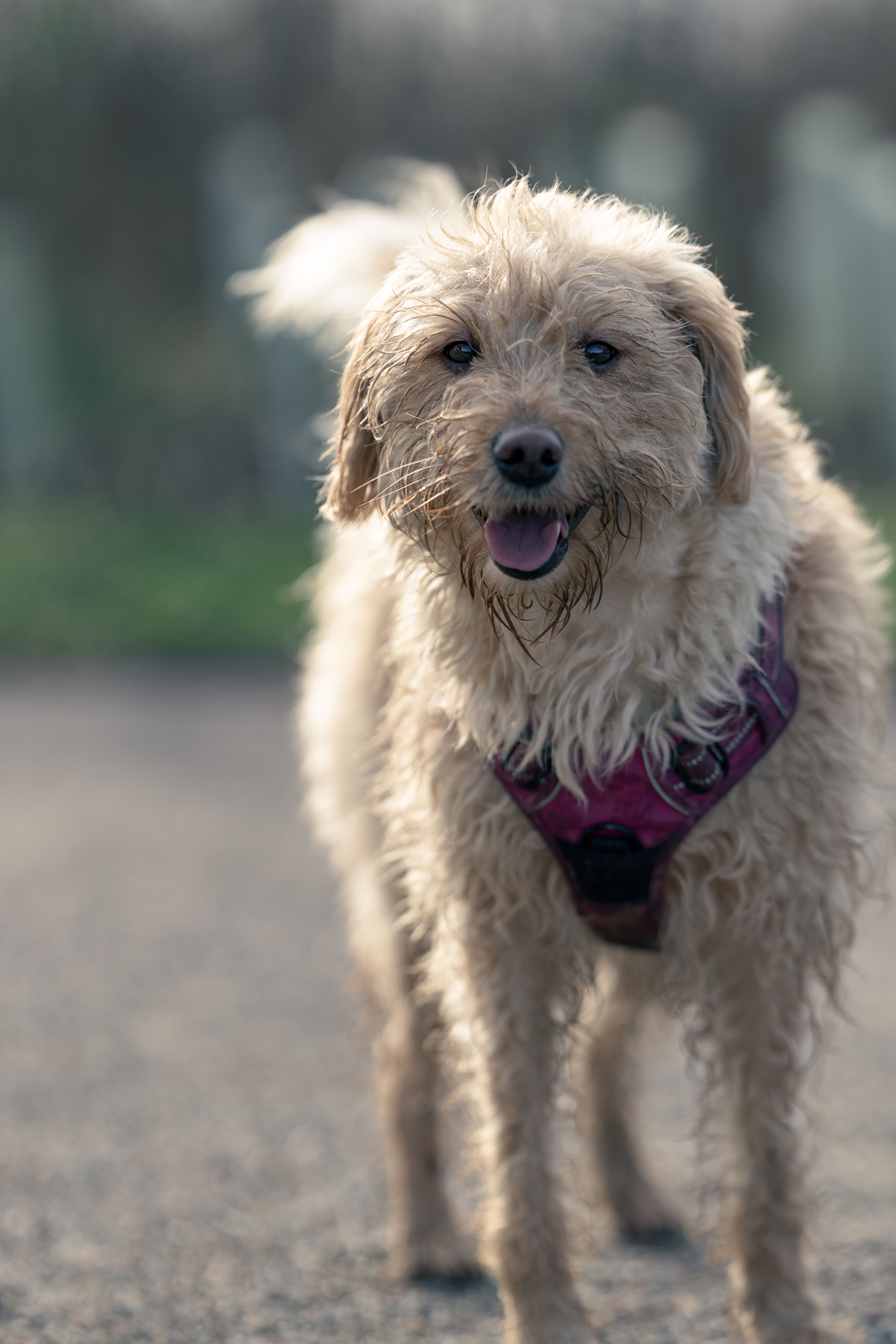 Adorable Labradoodle dog with harness standing outdoors, looking happy and playful.