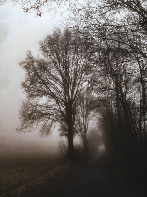 Free A misty landscape with tall, bare trees lining a foggy pathway, creating a serene winter scene. Stock Photo