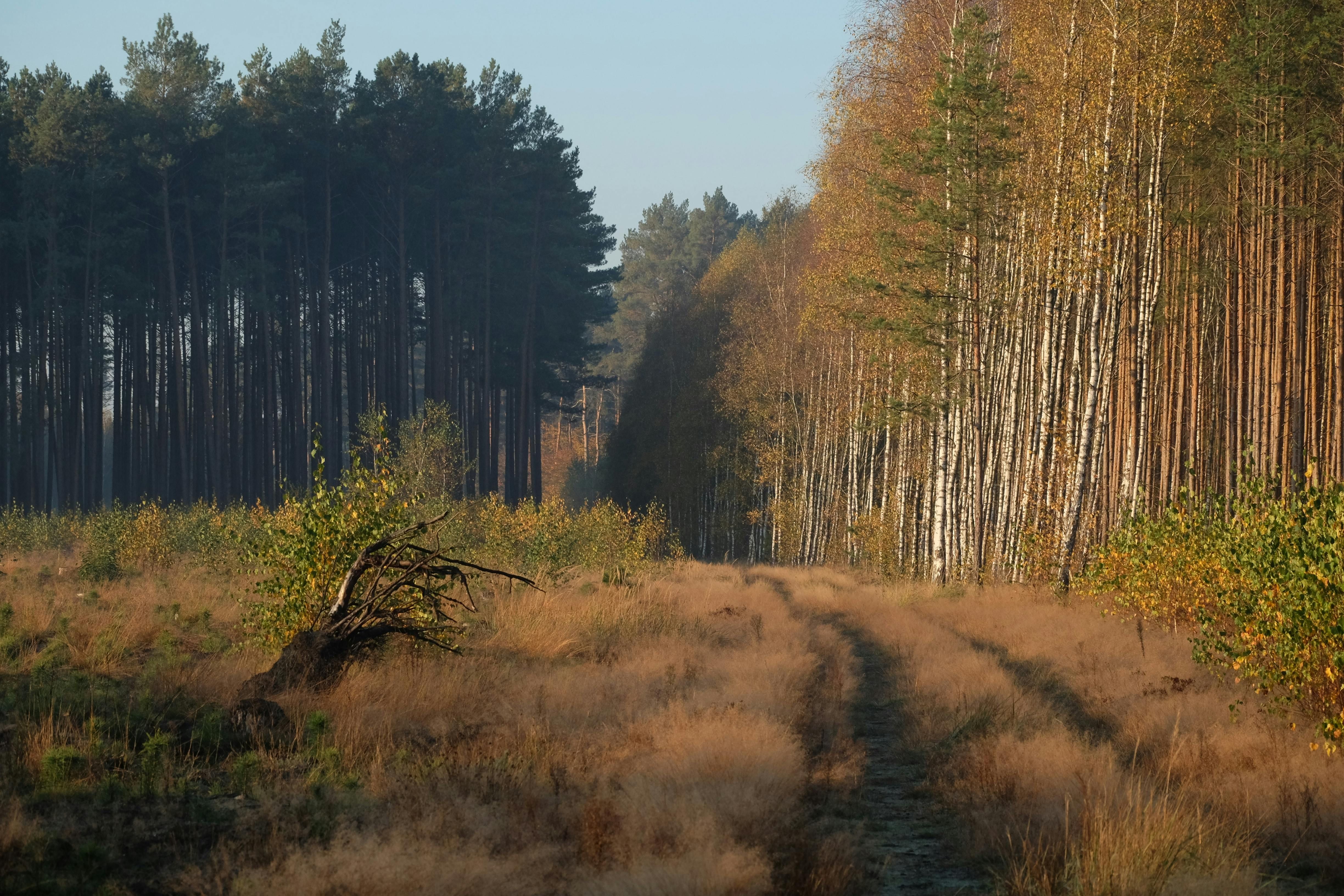 Forêt de Fontainebleau & Gorges de Franchard