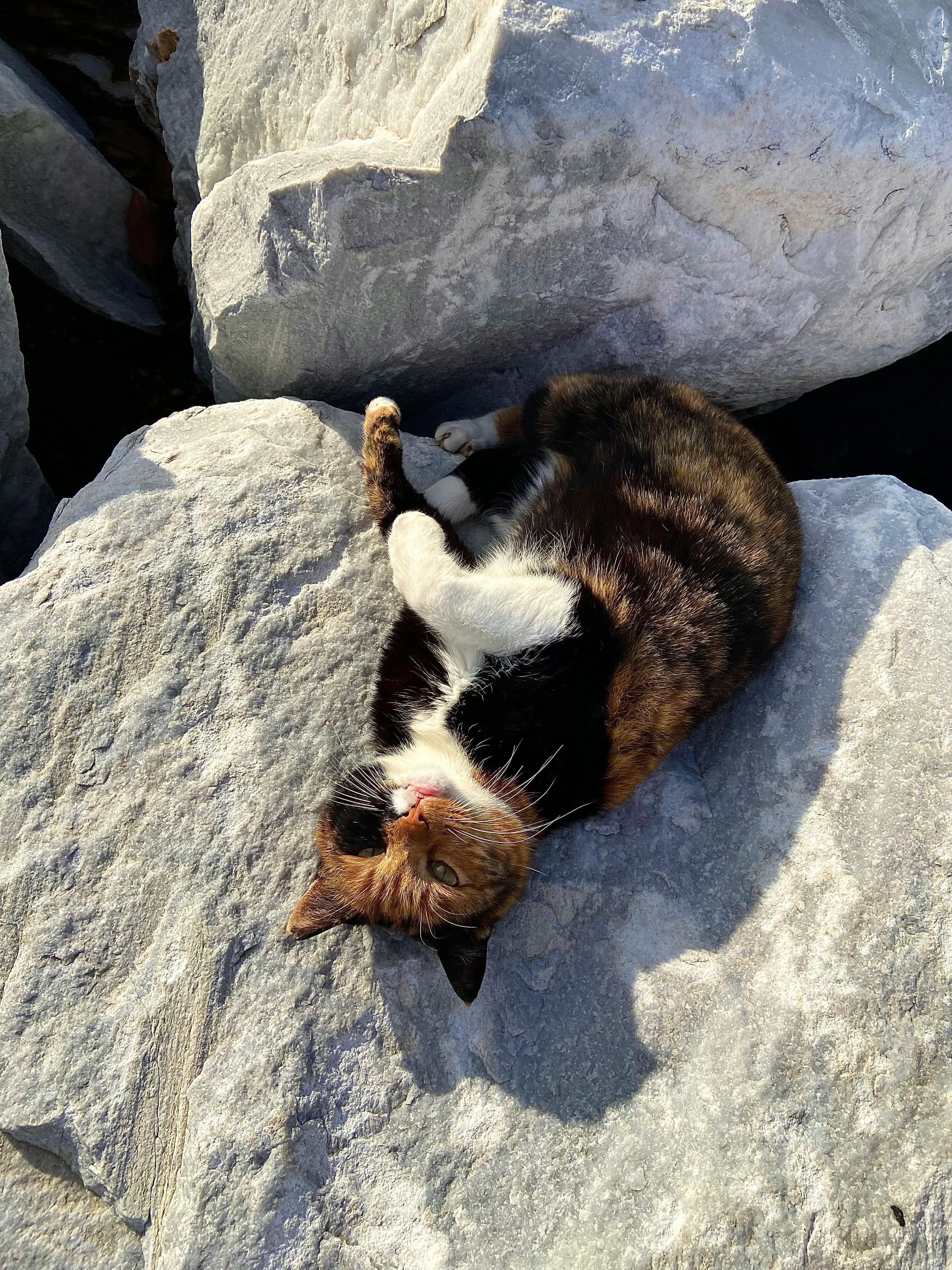 A calico cat enjoying sunbathing on large rocks. Perfect outdoor scene for cat lovers.