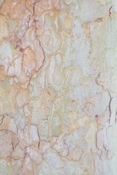 近距离观察树皮，纹理复杂，颜色柔和，非常适合做背景