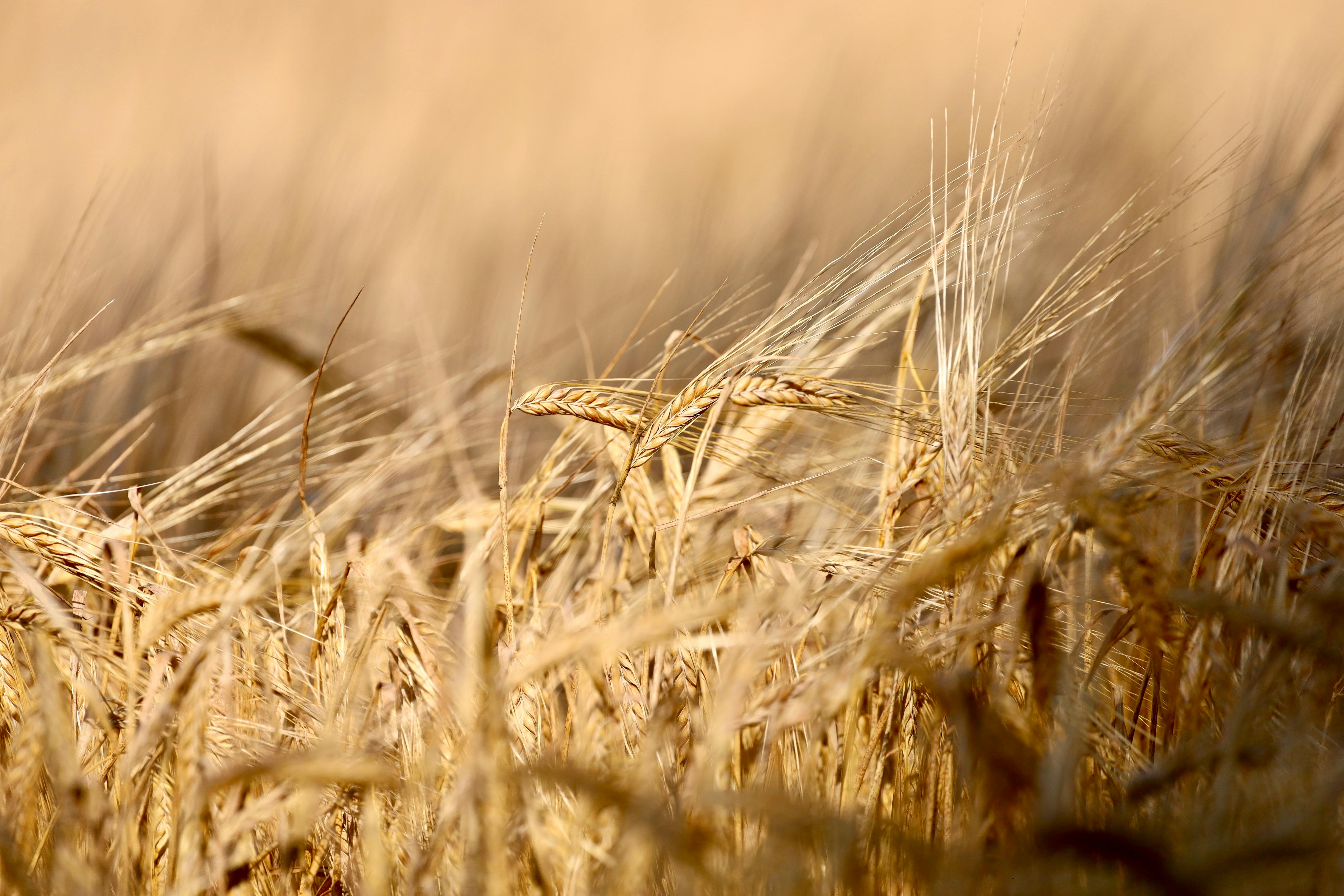 golden wheat field close up in summer evening