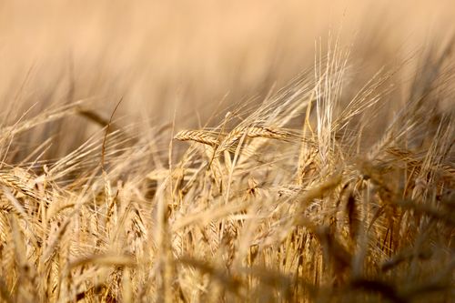 Free Close-up of a golden wheat field at sunset, showcasing ripe grains swaying in the summer breeze. Stock Photo