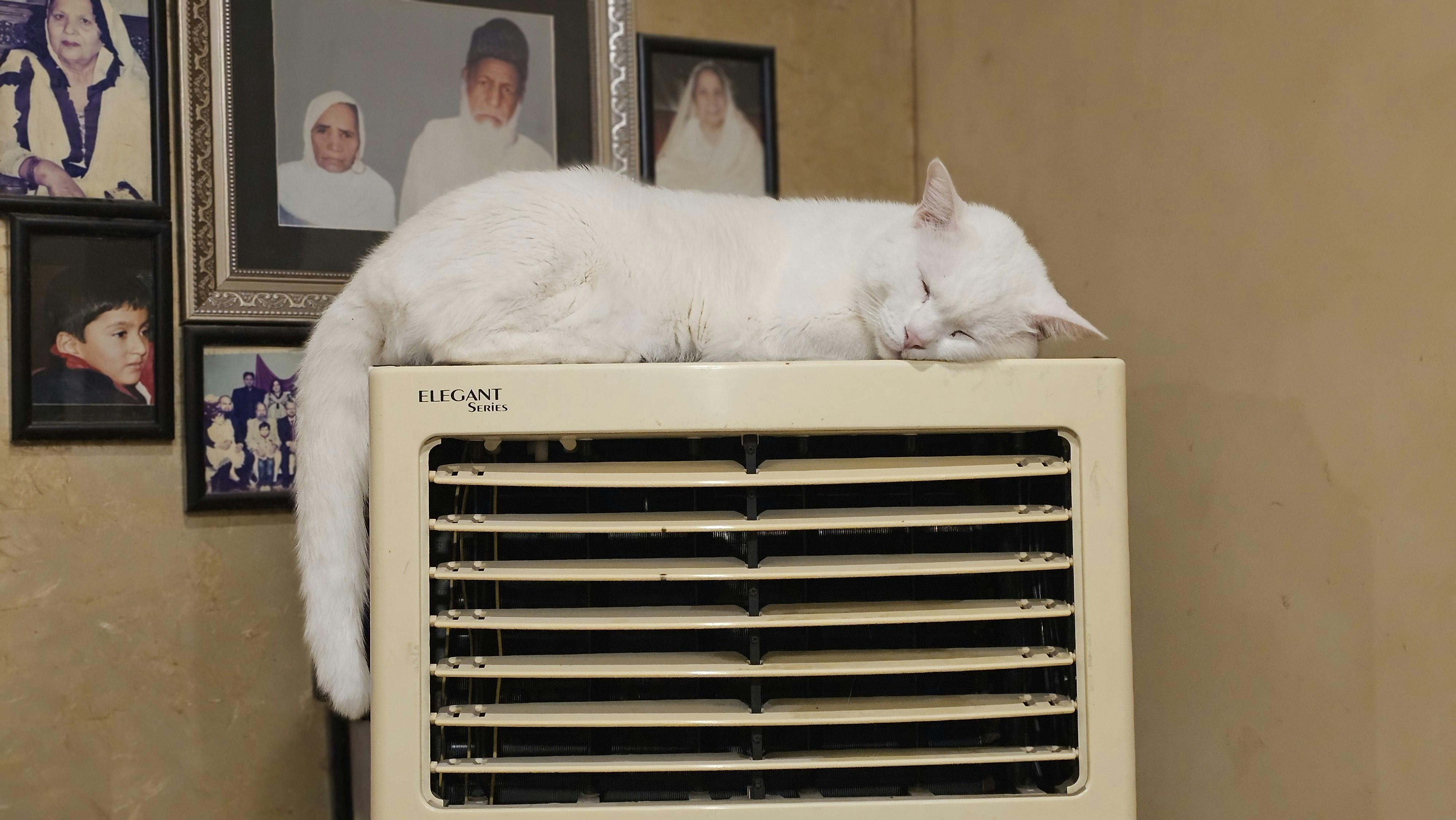 Free A peaceful white cat rests atop an air cooler in a room adorned with family portraits. Stock Photo