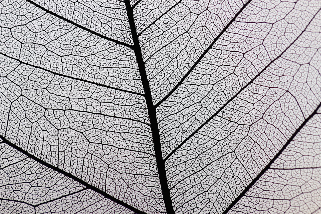 1000+ Beautiful Black And White Leaf Photos Pexels · Free Stock Photos