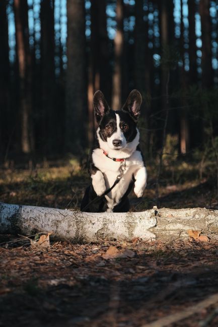 A playful black and white corgi leaps over a log in a sunlit forest.