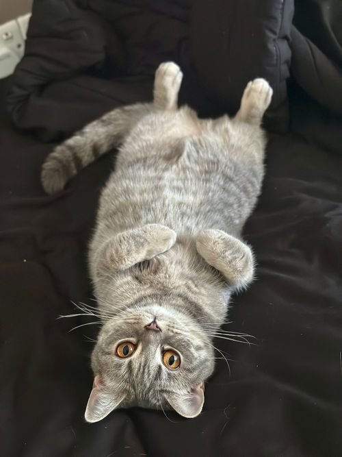 Free stock photo of adorable cat, adult cat, alley cat Stock Photo