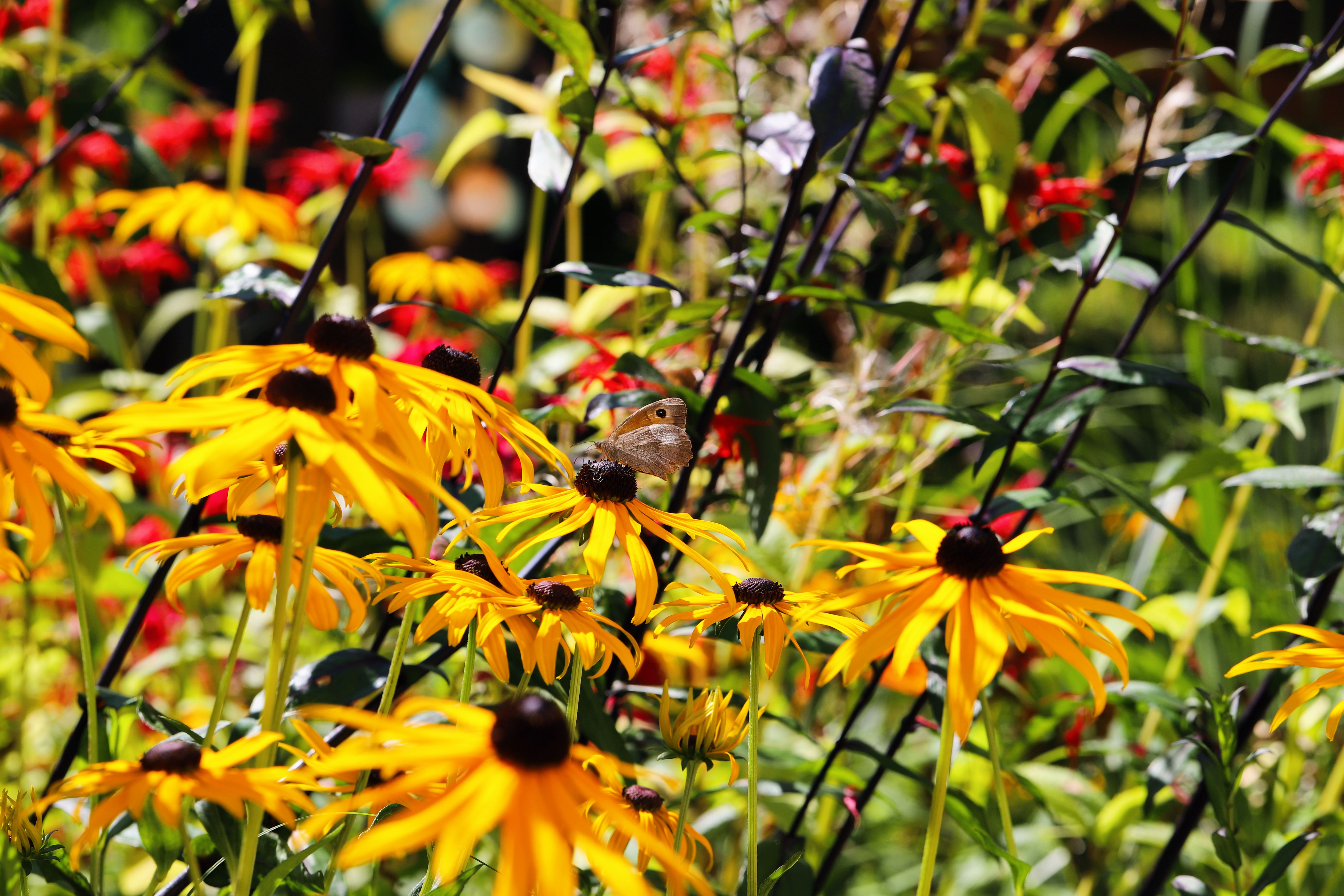 Cómo crear un jardín de flores silvestres en casa