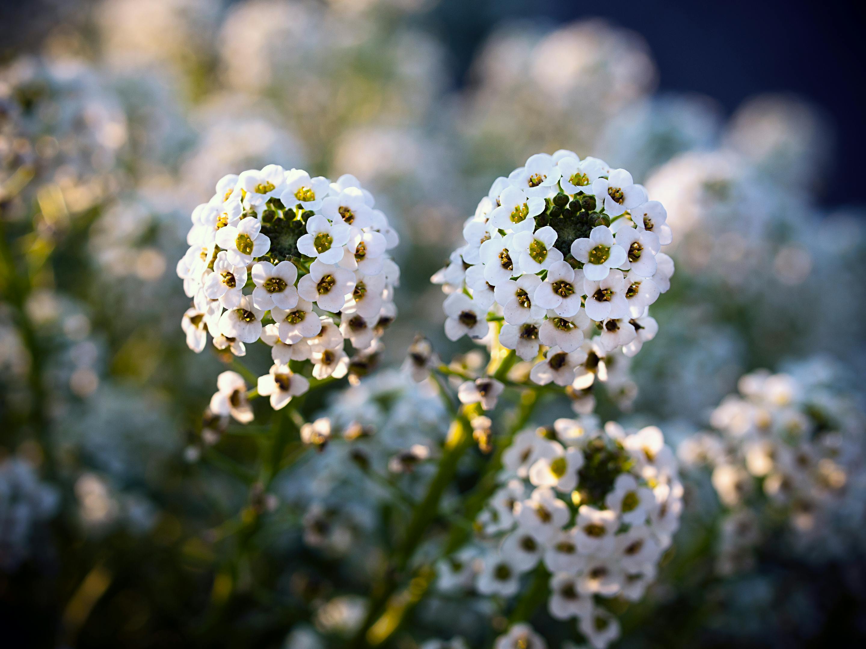 17 Charming Self-Seeding Annuals for Your Garden