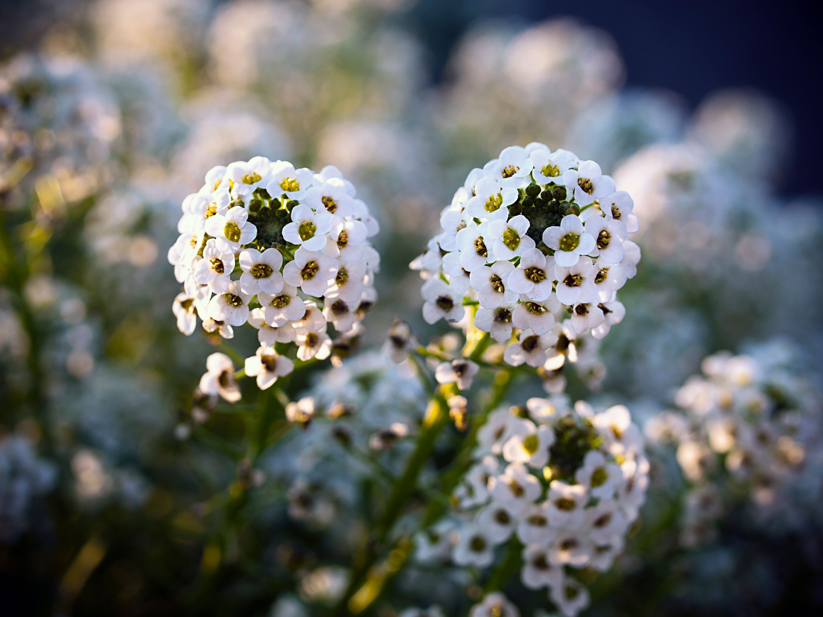Close-up of White Alyssum Flowers in Bloom · Free Stock Photo