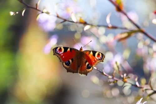 Free A stunning peacock butterfly perched on a colorful blooming branch in daylight, showcasing details of nature. Stock Photo