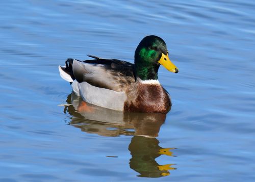 Free A colorful mallard duck gliding peacefully on a serene lake in Decatur, Alabama. Stock Photo