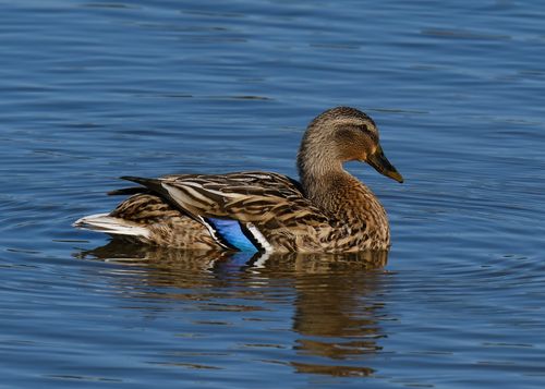 Free A mallard duck swimming on calm blue water, highlighting its vibrant plumage. Stock Photo