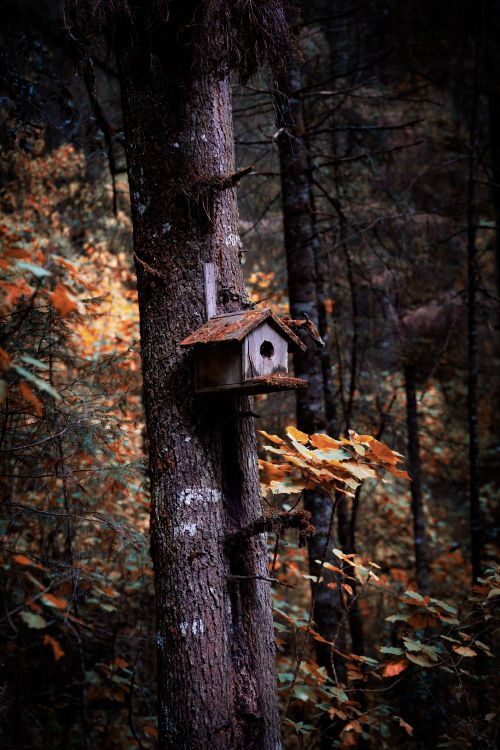 Free A charming birdhouse on a tree in an autumn forest in Valle de Bravo, Mexico. Stock Photo