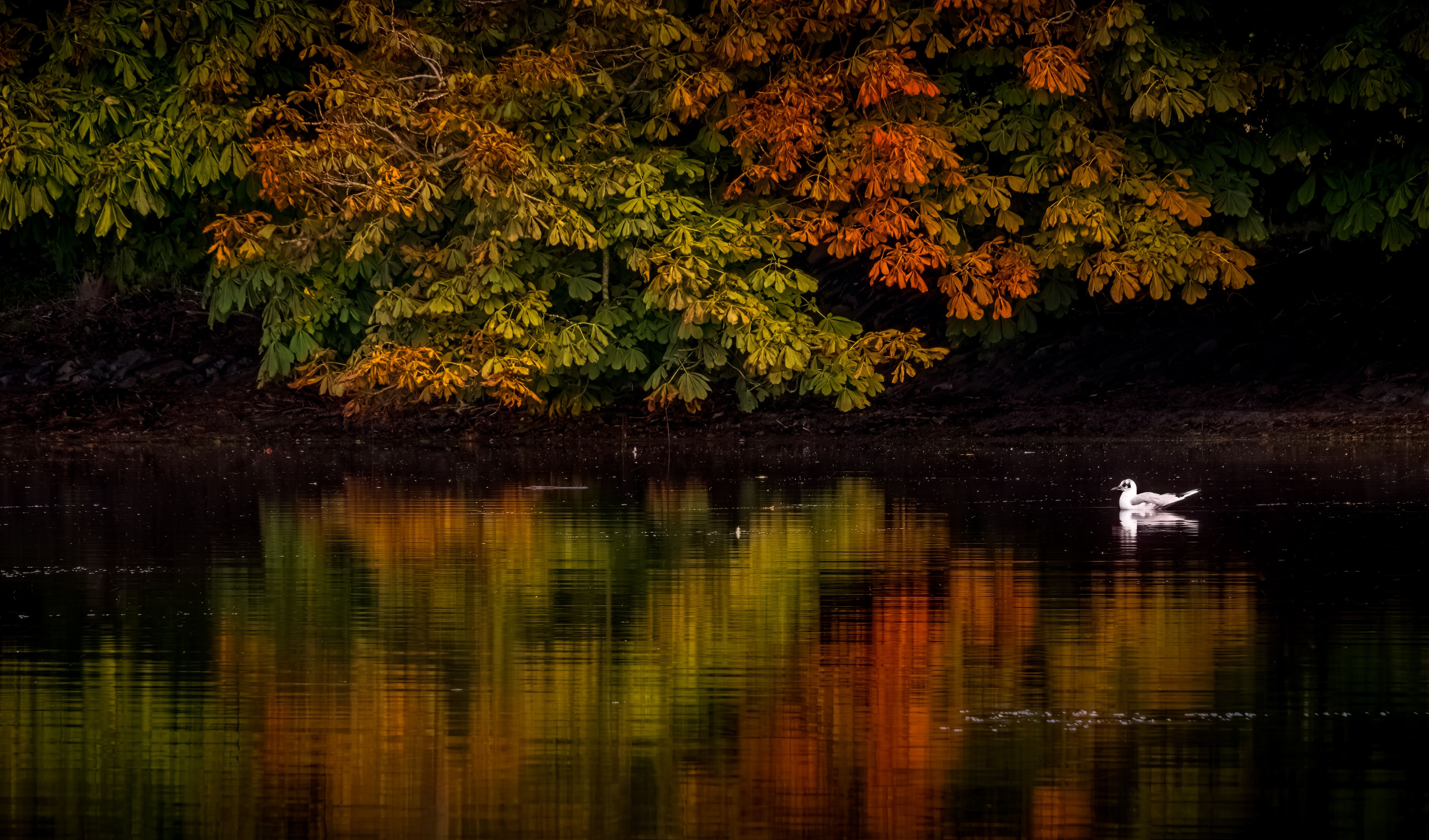 Serene Lake Reflection with Autumn Foliage · Free Stock Photo