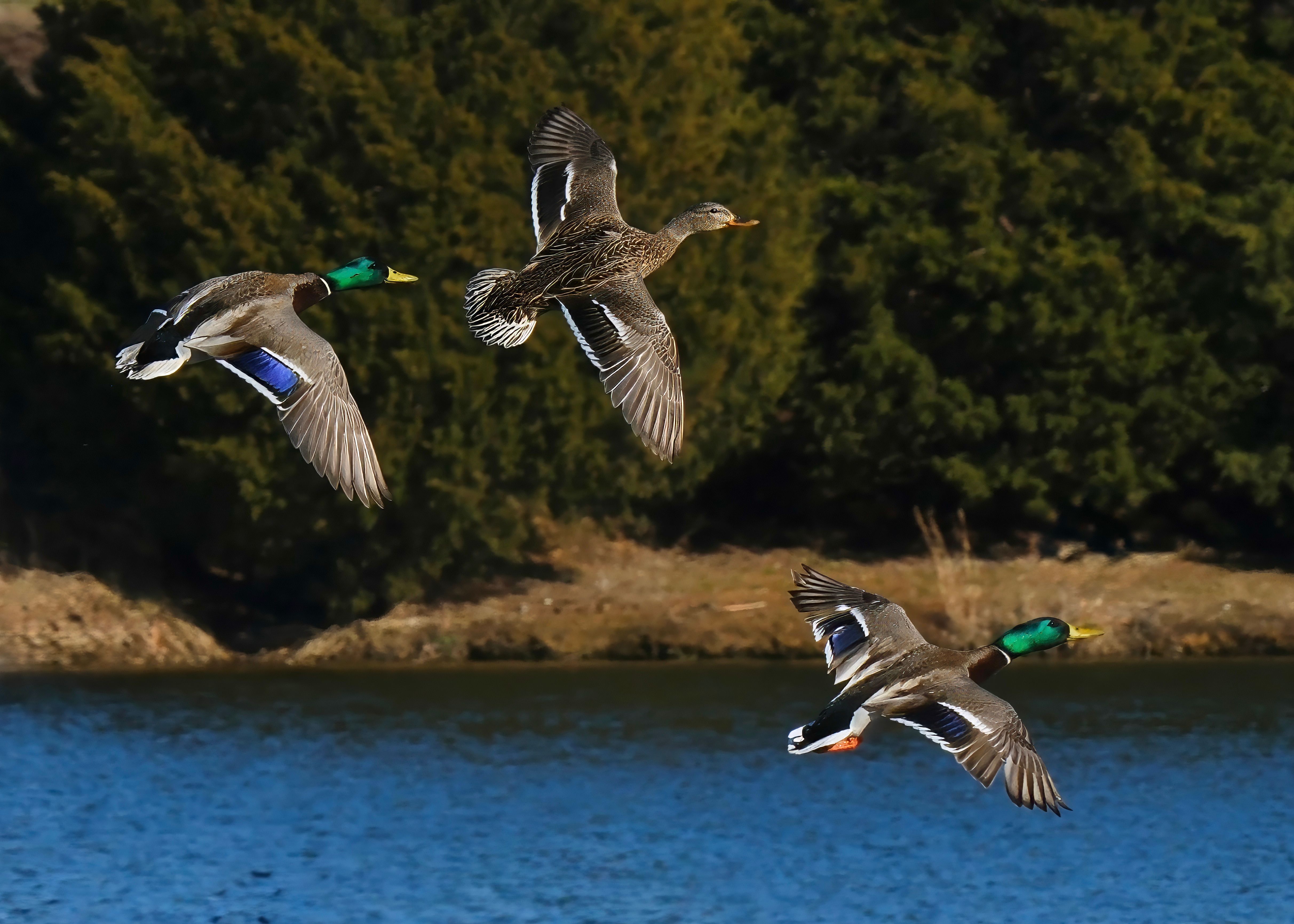 Three mallard ducks flying over a peaceful lake surrounded by trees in Decatur, Alabama.