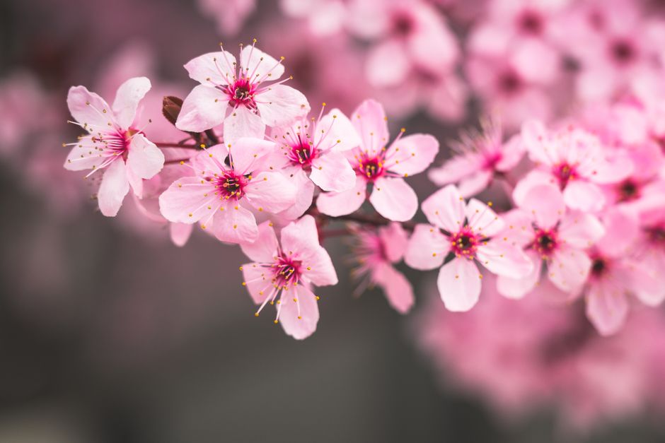 Beautiful close-up of pink cherry blossoms blooming, signaling the arrival of spring.