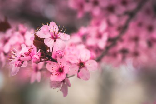 Free Close-up of vibrant pink cherry blossoms in spring, Boise, Idaho. Stock Photo
