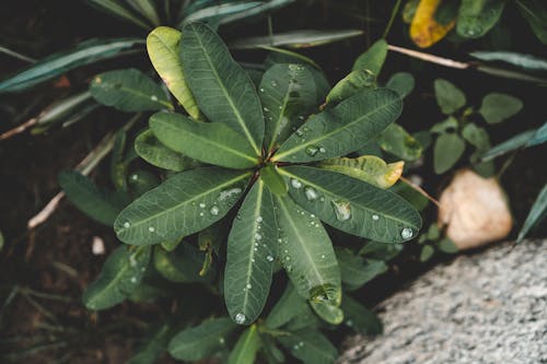 Ücretsiz bitki, çiy, ıslak içeren Ücretsiz stok fotoğraf Stok Fotoğraflar