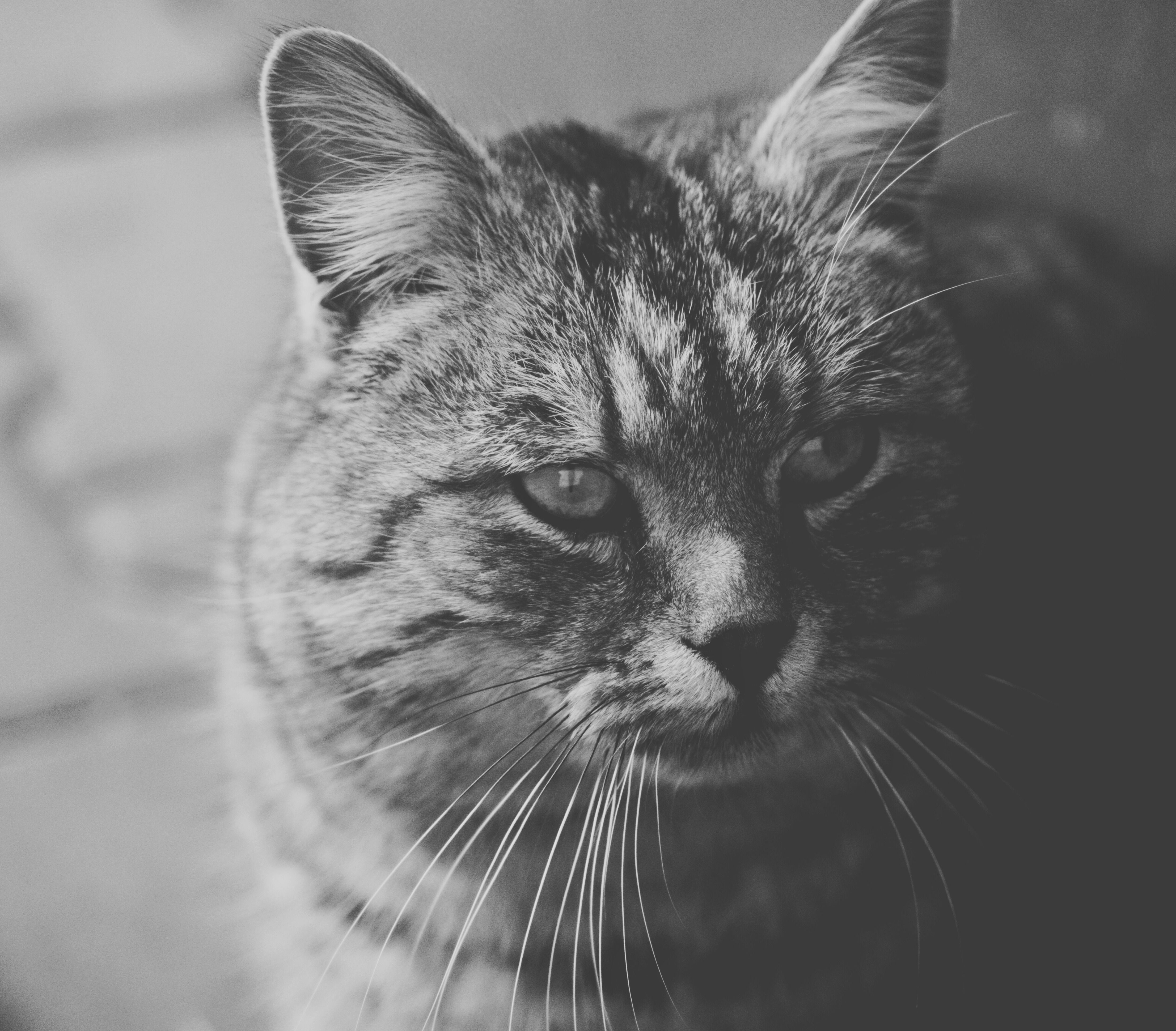 Portrait of a cat at a veterinary clinic