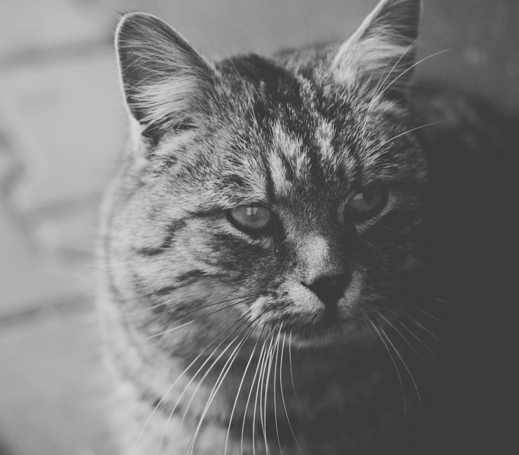 Dlaczego kot nie używa kuwety i jak szybko to naprawić 3 Black and white portrait of a gray tabby cat, captured indoors in Poland.