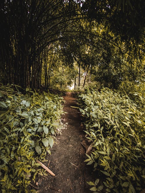 Foto Van Pathway Near Plants And Trees