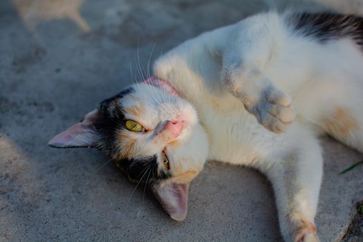 A playful calico cat lying on its back on a sunny day.