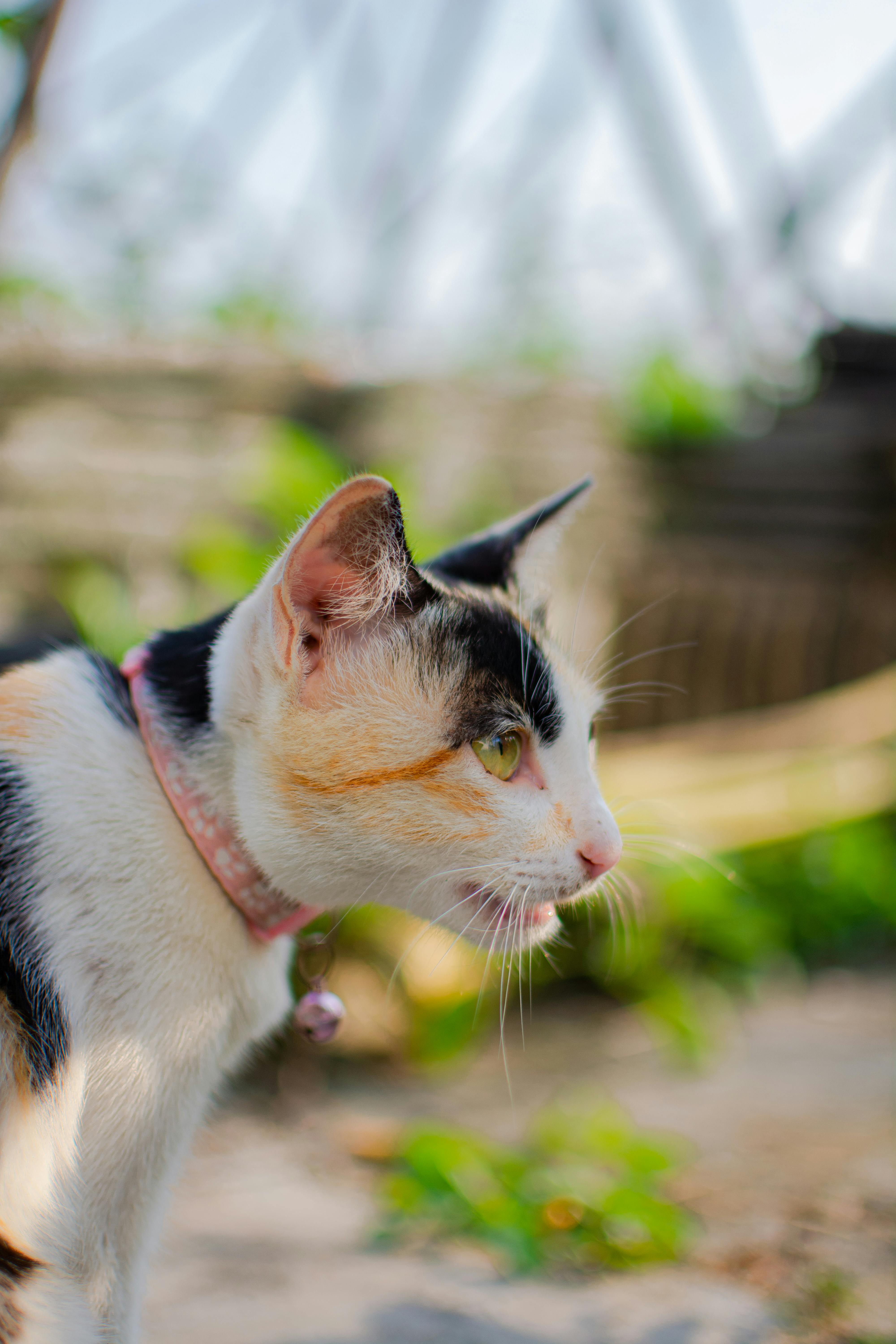 close up of a calico cat outdoors in sunlight