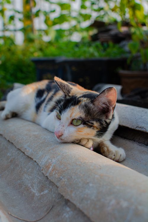 Free A calico cat relaxing on a stone surface in a garden setting, bathed in natural daylight. Stock Photo