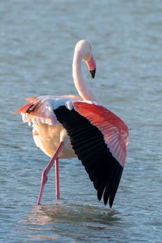 Elegant flamingo displaying colorful plumage in the serene waters of Calpe.